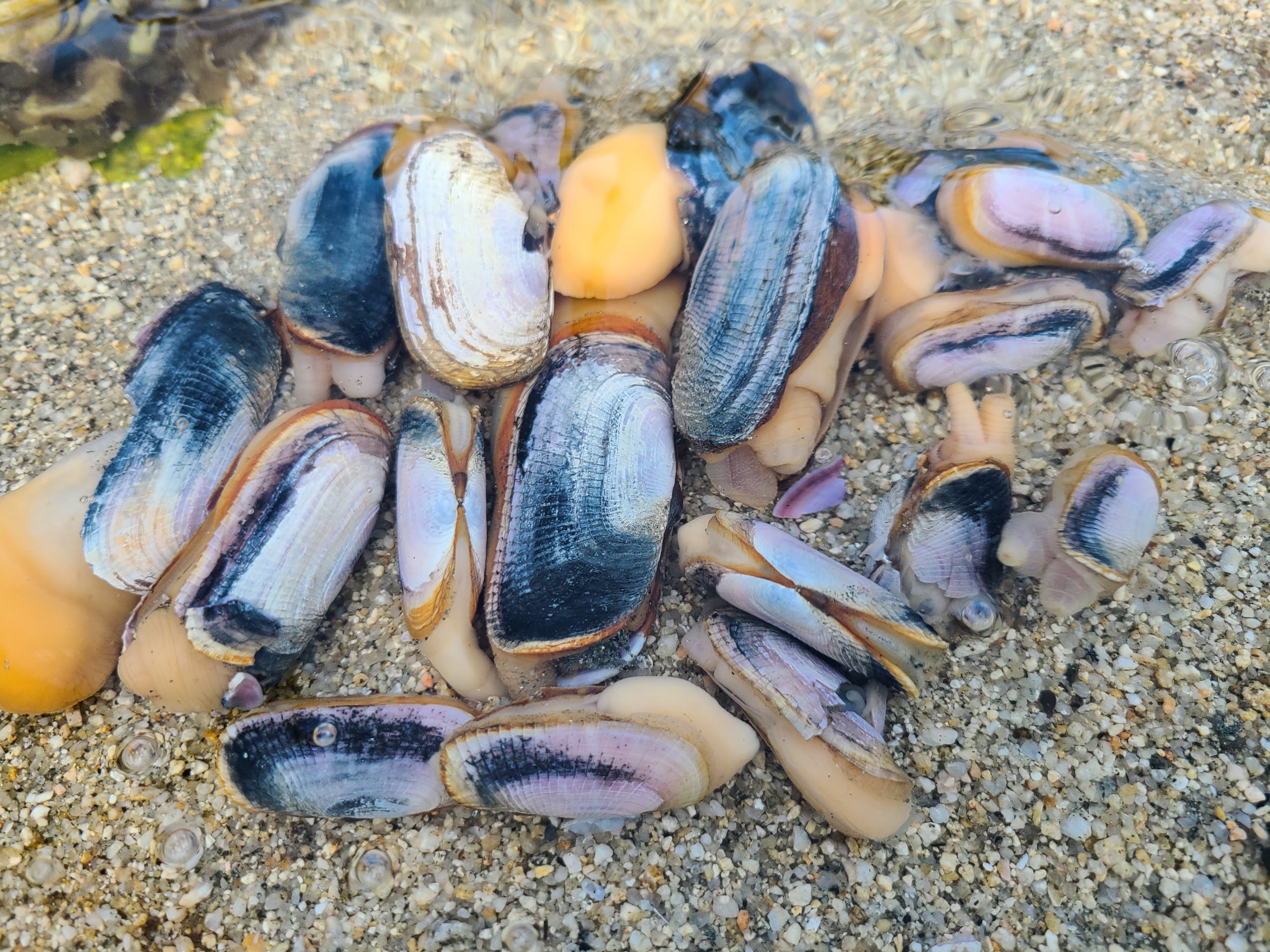 潮干狩りのnewターゲット 誰も知らないキヌタアゲマキ貝が激ウマ食材だった カンピのひみ釣基地